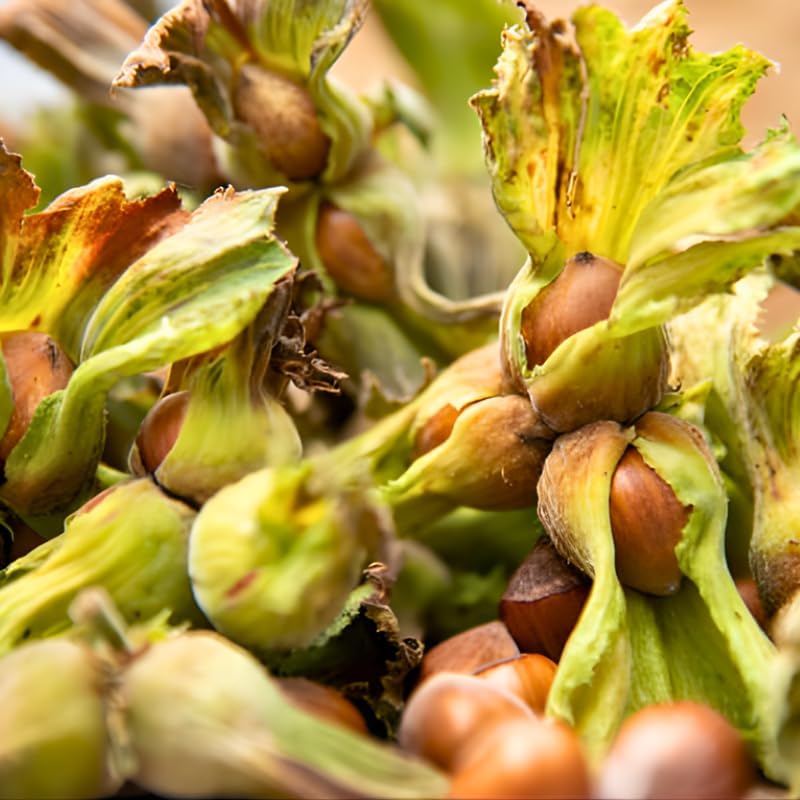 4 Hazelnut Trees Live Plants, Hazelnut Tree 12–14 Inch Tall, Cold-Hardy Nut Tree for Outdoor Planting, Edible Landscape and Home Orchard Growing