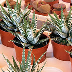 Haworthia Succulent Plant, Zebra Cactus Succulent, 2" Pot, Easy Care Indoor Greenery, Unique Striped Foliage for Home and Office Décor