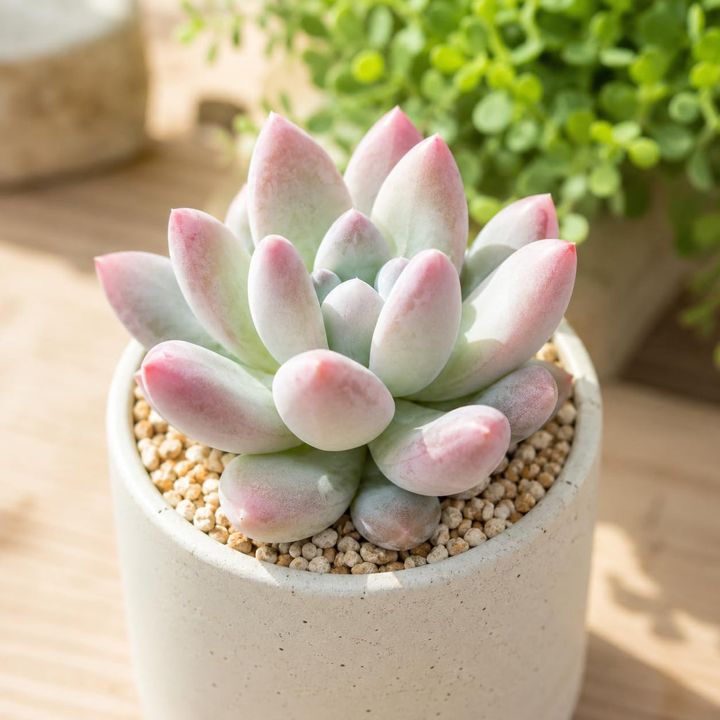 2 Echeveria Chroma Succulent Plants Live, 2 Inch Pot, Rare Live Succulent, Easy Care, Vibrant Color Indoor Houseplant for Home, Office Décor, Small Spaces & Gifts