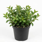 Peperomia Beetle Plant in 4'' Inch Pot, Low-Maintenance Peperomia Live Plant, Ideal Plant for Home & Office