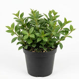 Peperomia Beetle Plant in 4'' Inch Pot, Low-Maintenance Peperomia Live Plant, Ideal Plant for Home & Office