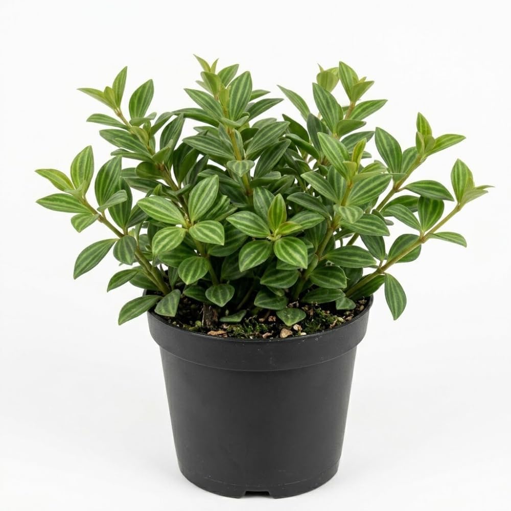 Peperomia Beetle Plant in 4'' Inch Pot, Low-Maintenance Peperomia Live Plant, Ideal Plant for Home & Office