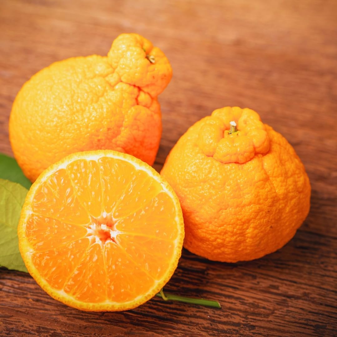 (No Ship to CA,HI,AK) Kishu Mandarin Oranges Tree Live Plant | 1 Gallon Live Potted Citrus Tree | Sweet Juicy Fruit for Cooking Juicing & Home Gardening