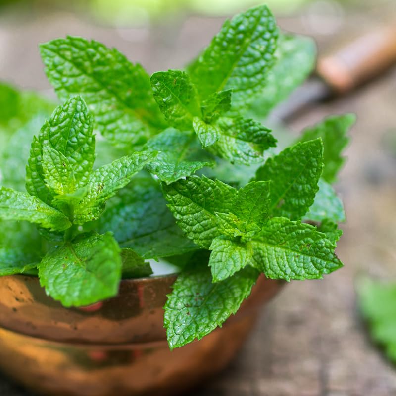 Chocolate Mint Plants Live Outdoor and Garden, Mint Plants Live in 3-Inch Pot, Cold-Hardy Mint Herb for Patios, Containers, and Ground Cover