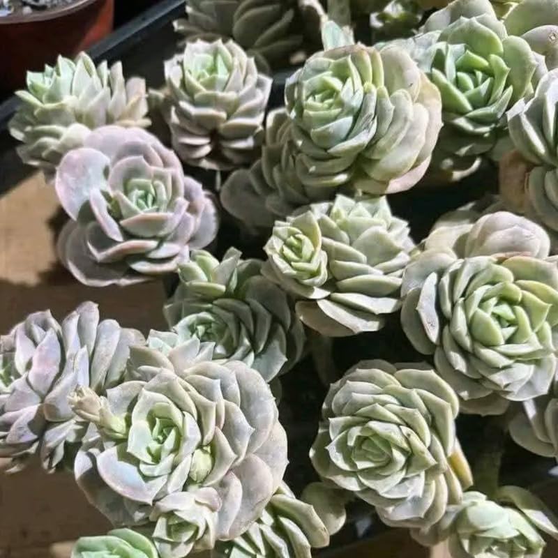 2 Live Succulent Plant Lovely Rose Succulent, 2" Potted Plant, Easy Care Greenery, Rose-Like Foliage for Home Decor and DIY Projects