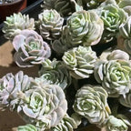 2 Live Succulent Plant Lovely Rose Succulent, 2" Potted Plant, Easy Care Greenery, Rose-Like Foliage for Home Decor and DIY Projects