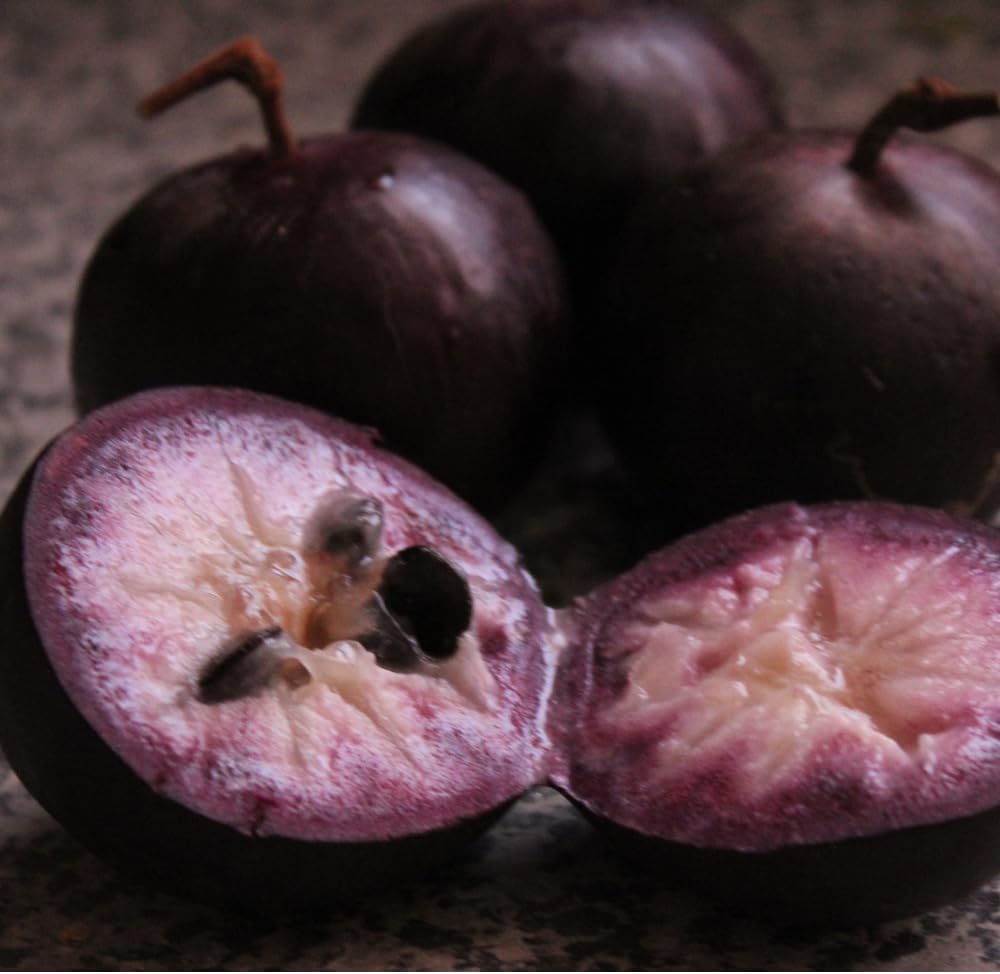 Purple Caimito Tree Live | Star Apple Tree | 30 – 36 Inches Tall | Fruit with Sweet Flavor | Easy to Grow Tropical Tree for Home Gardens & Backyards | No Ship to CA,HI,AK