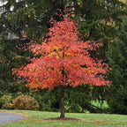 5 Live Sweet Gum Plants – 6–12 Inch Tall | Hardy Native Trees for Outdoor Planting | Fast-Growing Shade Trees