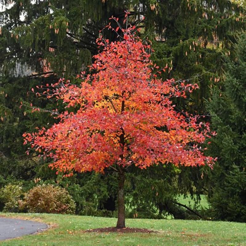 5 Live Sweet Gum Plants – 6–12 Inch Tall | Hardy Native Trees for Outdoor Planting | Fast-Growing Shade Trees