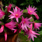 Light Pink Easter Cactus Live Plant 3 Inch Tall – Flowering Indoor Holiday Cactus with Soft Pink Blooms, Easy Care Easter Cactus Plants Live for Home, Office or Gift