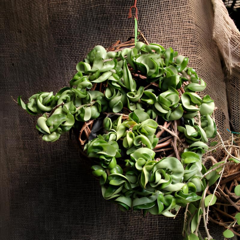 Hoya Rope Plant, Hoya Hindu Rope in 3" Pot, Easy Care Indoor Greenery, Curled Wax Foliage for Shelves and Small Spaces