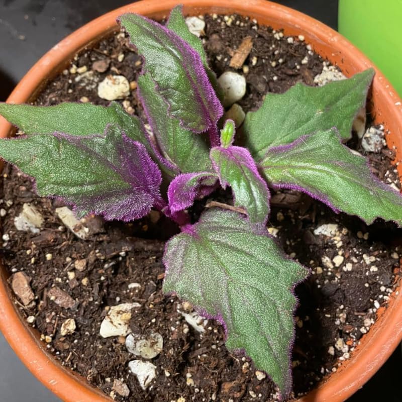 Purple Passion Plant Live, 4-5 Inch Size, Easy to Grow, Low Maintenance Tropical Velvet Vine for Bright Indirect Light