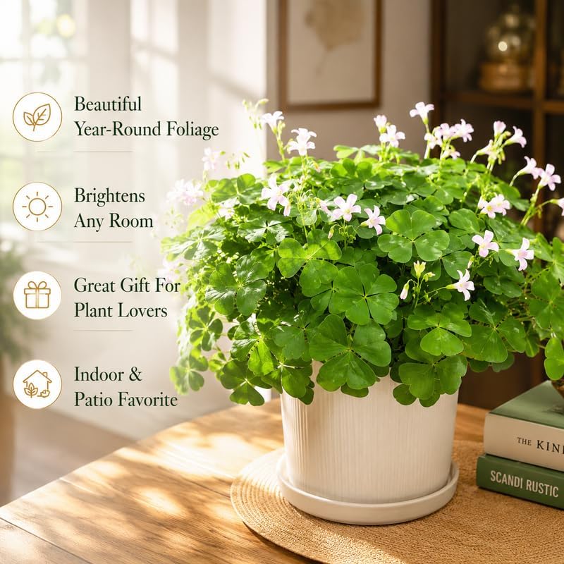 2 Green Oxalis Triangularis Live Plants in Gallon Pot, Low Maintenance False Shamrock Plant, Hardy Perennials, Perfect for Rock Gardens and Shaded Borders