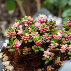Anacampseros Sunrise Succulents in 2 Inch Pot, Anacampseros Telephiastrum, Ideal for Modern Home Décor, Desk Displays & Plant Collections