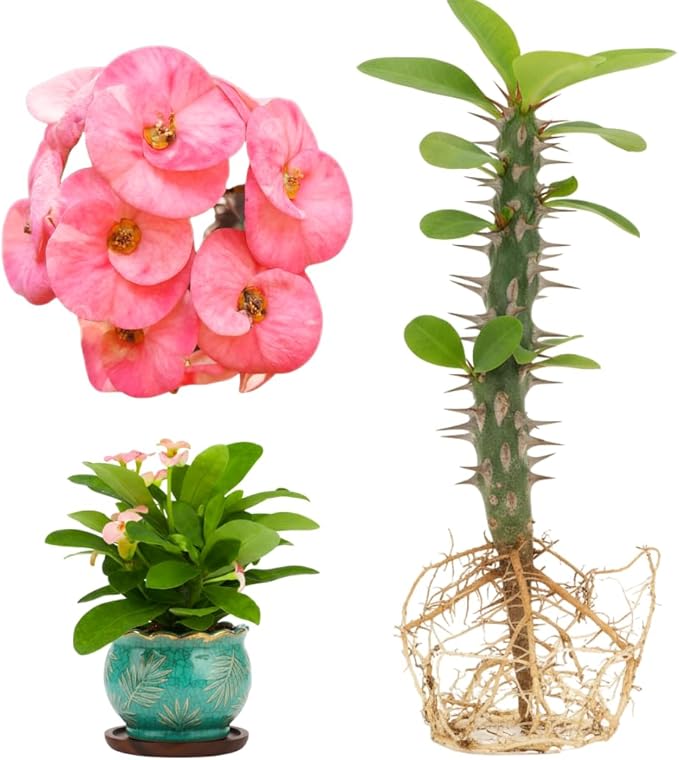 Pink Euphorbia Milii Live Plant | Crown of Thorns Houseplant | 4 to 8 Inch Tall, Easy to Grow Indoor or Outdoor Decorative Plant, Home Office, Patio Garden