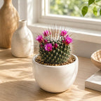 Un Pico Cactus Plant Live (Mammillaria Spinosissima), 4" Pot, Fully Rooted, Easy Care, Unique Ornamental Live Succulent Plant for Home, Office & Indoor Displays