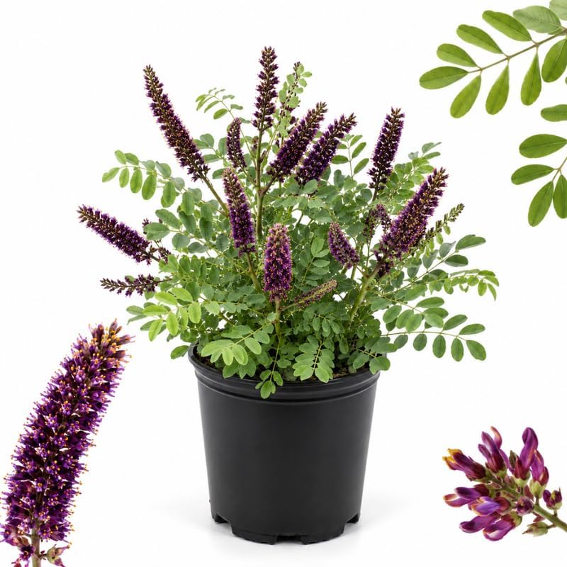 False Indigo Bush Amorpha Fruticosa Plant, 4 Inch Pot, 6-12" Tall, Low Maintenance Outdoor Shrub for Backyard Landscape
