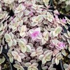Live Succulent Pink Lady Turtle Vine Plant, 4" Potted Callisia Repens, Low Maintenance Trailing Houseplant for Indoor Spaces