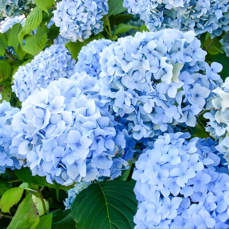 Nikko Blue Hydrangea Live Plants for Planting, 6-12 Inch Tall in 2.5" Pot, Blue Mophead Bloom, Flowering Shrub for Garden and Patio