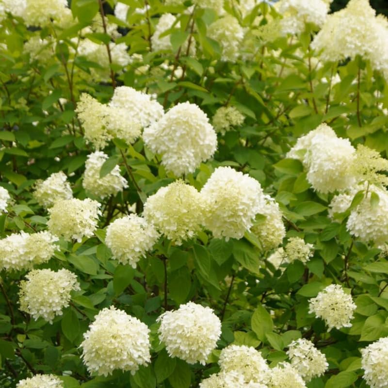 Limelight Hydrangea Live Plant in Quart Pot | Established Paniculata Flowering Shrub | Ready to Plant Deciduous Shrub for Backyard and Patio