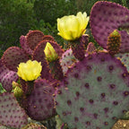 Purple Prickly Pear Cactus Plant in 3 Inch Potted| Live Purple Cactus | Low-Maintenance & Drought Resistant, Ideal for Home Décor, Patios, Landscaping, Succulent Gardens & Pots