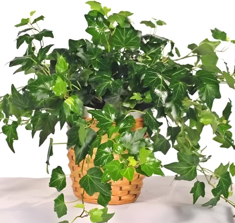 Gold Child English Ivy Plant Live in 6'' Inch Pot | English Ivy Live Plants | Trailing & Climbing Easy-Care Ivy Houseplant | Real English Ivy Plant for Pots, Shelves & Hanging Displays