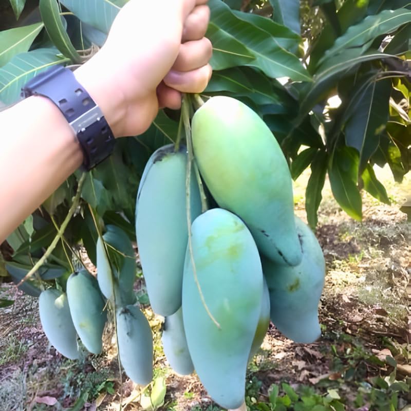 Mun Kun Si Mango Tree Live Plant | Sweet Tropical Mango Variety 2.5–3 Ft | Fruit-Bearing Tree for Yard & Patio | No Ship to CA, HI, AK