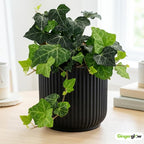 Baltic Ivy Live Plant in Pot, Cold-Hardy Hedera Helix Sub Zero, Fast-Growing Evergreen Ivy Vines & Ground Cover for Indoor or Outdoor Use