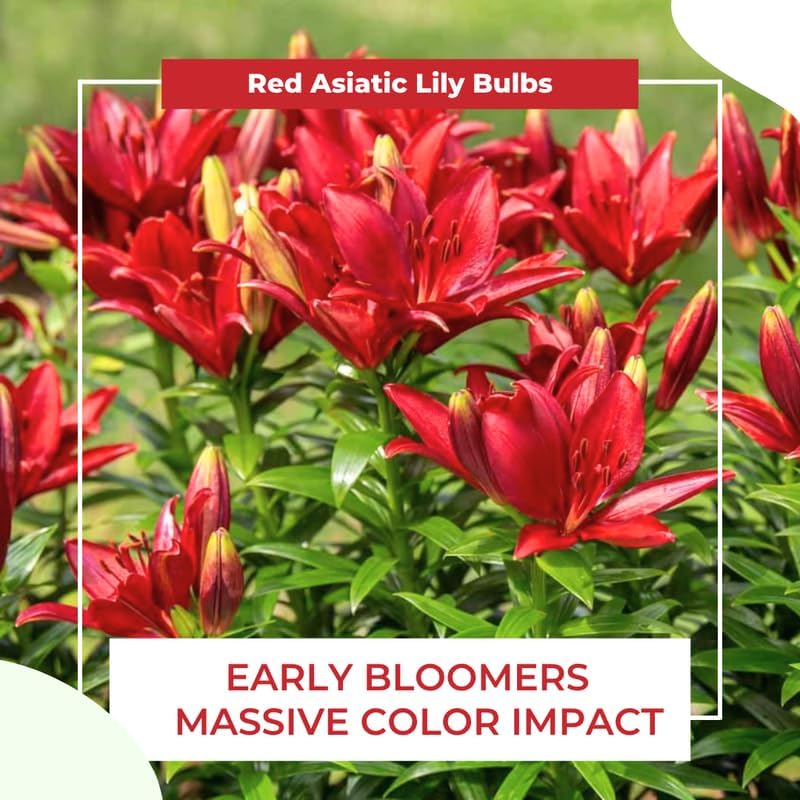 Yellow Asiatic Lily Bulbs, Set 8 Lilly Bulbs for Planting Outdoors, Well-Rooted Plant Starters, Vibrant Yellow Bloom Starters for Home Landscapes and Pots