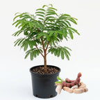 No Ship to CA, HI, AK, Sour Tamarind Live Plant, 3 Gallon Pot, 2-3 Feet Tall, Potted Tropical Fruit Tree Starter for Backyard and Large Containers