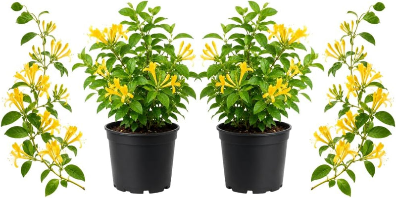 2 Honeysuckle Plants Live, 5-8" Tall in 2.5" Pot, Fragrant Honeysuckle Bush, Cold Hardy Perennial Vine for Yard Landscaping, Garden Beds & Borders