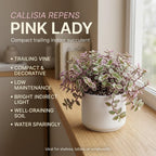 Succulent Plant Live, Callisia Repens Pink Lady Turtle Vine in 4" Pot, High-Vigor Low Maintenance Indoor Plant for Hanging Baskets