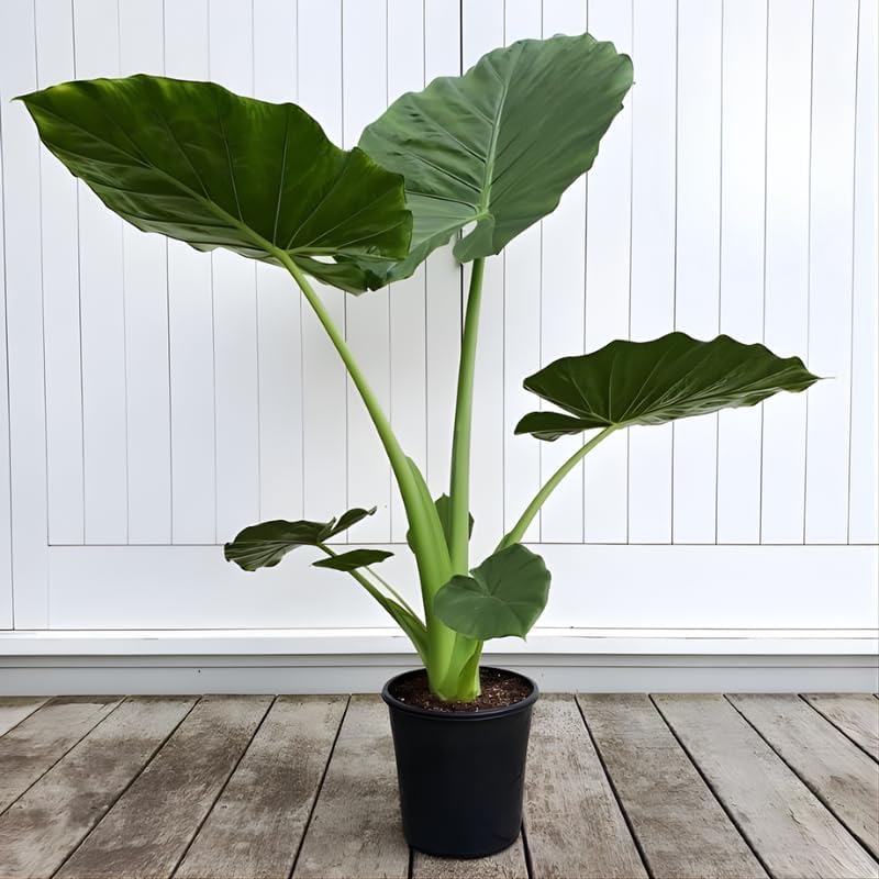Elephant Ears Bulbs Grown Live Plant 1–2ft Tall | Colocasia Esculenta Tree for Outdoor Garden | Jungle-Style Landscaping & Shade Areas