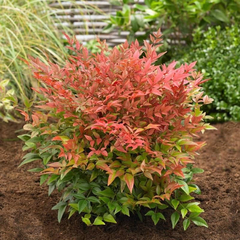 10 Dwarf Nandina Plant Live | 2.5 Inch Potted Nandina Shrubs | Outdoor Bush Plants | Ideal for Front Yards and Low-Growing Landscapes