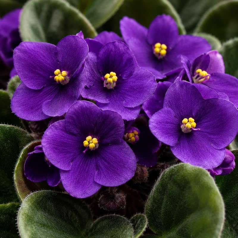 Purple African Violets Live Plant Bare Root, Easy Care Violets Plant Live, Low Light Flowering Houseplant, Ideal for Indoor Decoration & Window Sill Garden