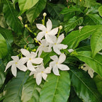 Confederate Jasmine – Jasmine Plant Live in 4 Inch Pot | Fragrant White-Blooming Vine | Easy to Grow Live Jasmine Plant for Indoor & Outdoor Spaces