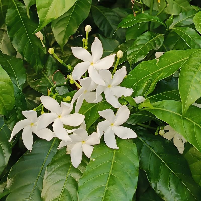 Confederate Jasmine – Jasmine Plant Live in 4 Inch Pot | Fragrant White-Blooming Vine | Easy to Grow Live Jasmine Plant for Indoor & Outdoor Spaces