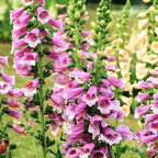 Foxglove Live Plant in 3-Inch Pot, Digitalis Purpurea Tall Flowering, Bell-Shaped Purple Blooms for Cottage Gardens and Borders