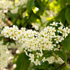 2 Chokeberry Live Plant, 3-4 Inch Tall Starter, Antioxidant Rich Aronia Berry Shrub for Edible Landscapes