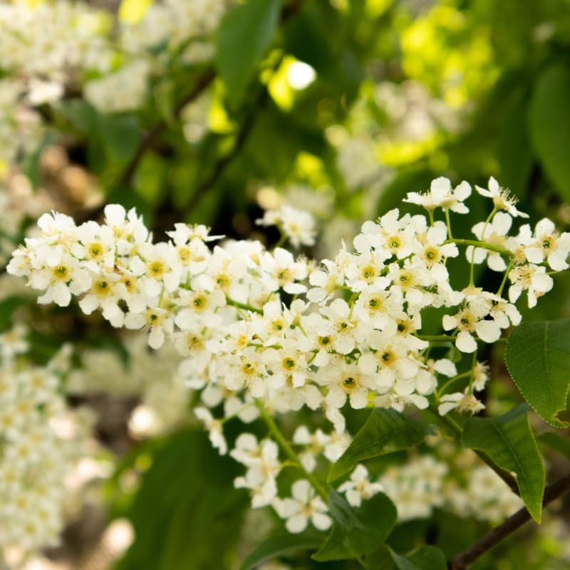 2 Chokeberry Live Plant, 3-4 Inch Tall Starter, Antioxidant Rich Aronia Berry Shrub for Edible Landscapes