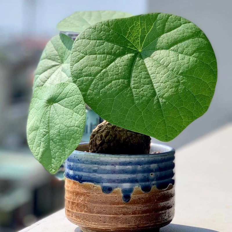 Stephania Cephalantha Caudex Live Plant in 2.5 – 3" Inch Pot | Beginner-Friendly Indoor Plant | Enhances Minimalist & Interiors | Thoughtful Gift for Plant Fans