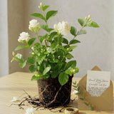 Grand Duke Jasmine Live Plant, Tuscany Jamine Flower, Well-Rooted 5-8" Inch Tall, Intense Scented Flowering Shrub for Indoor and Outdoor Spots