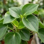 Peperomia Raindrop Live Plant in 4" Pot, Vigorous Potted Indoor Plant Starter with Glossy Teardrop Leaves, Sturdy Low Maintenance Pet-Safe Plant for Home Office & Desk Décor