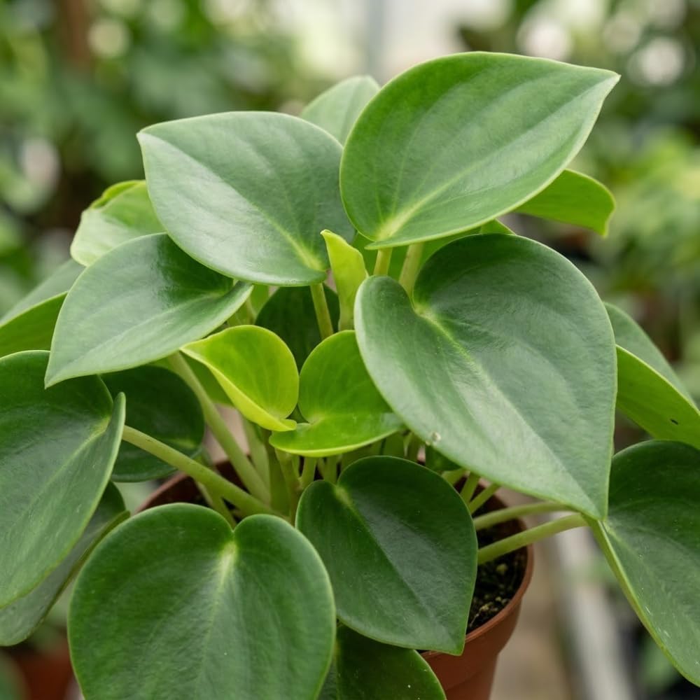 Peperomia Raindrop Live Plant in 4" Pot, Vigorous Potted Indoor Plant Starter with Glossy Teardrop Leaves, Sturdy Low Maintenance Pet-Safe Plant for Home Office & Desk Décor