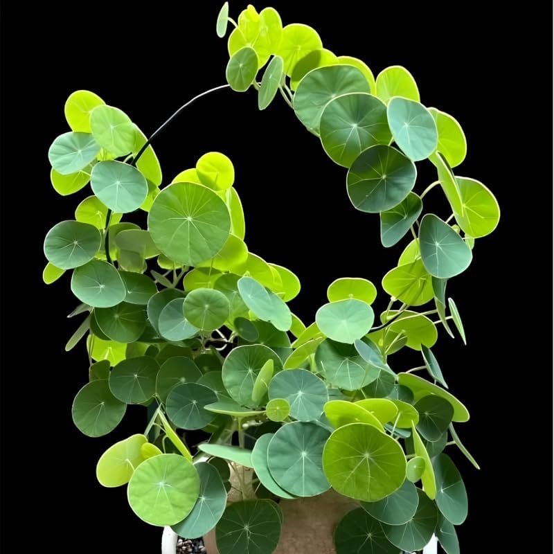 Stephania Cephalantha Caudex Live Plant in 2.5 – 3" Inch Pot | Beginner-Friendly Indoor Plant | Enhances Minimalist & Interiors | Thoughtful Gift for Plant Fans