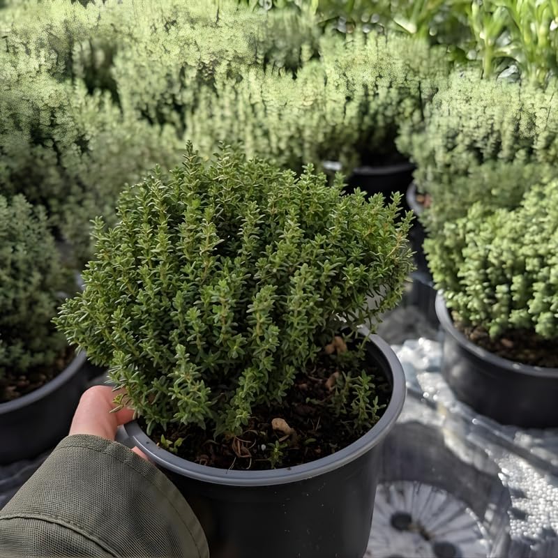 Thyme Plants Live, French Thyme, 4-Inch Tall, Easy to Grow & Low Maintenance, Fresh Culinary Herb for Cooking, Indoor/Outdoor Herb Garden