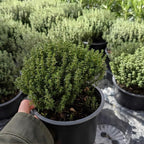 Thyme Plants Live, French Thyme, 4-Inch Tall, Easy to Grow & Low Maintenance, Fresh Culinary Herb for Cooking, Indoor/Outdoor Herb Garden