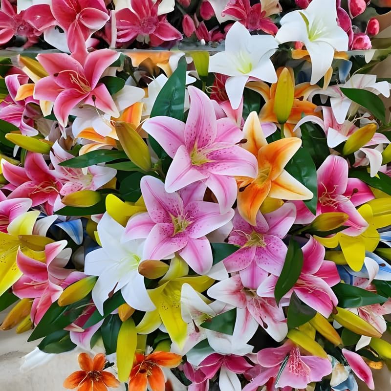 Mixed Oriental Lily Bulbs, Set 4 Mixed Lilly Bulbs for Planting, Live Flowering Plant Bulbs, Colorful Fragrant Flowers Starters for Backyard and Garden Rows