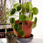 Chinese Money Plant Live House Plant in 4'' Inch Pot | Pilea Peperomioides Plant Live | Attractive Indoor Greenery for Desks, Shelves & Small Spaces | Real Plants for Home & Office Décor