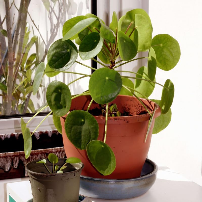 Chinese Money Plant Live House Plant in 4'' Inch Pot | Pilea Peperomioides Plant Live | Attractive Indoor Greenery for Desks, Shelves & Small Spaces | Real Plants for Home & Office Décor